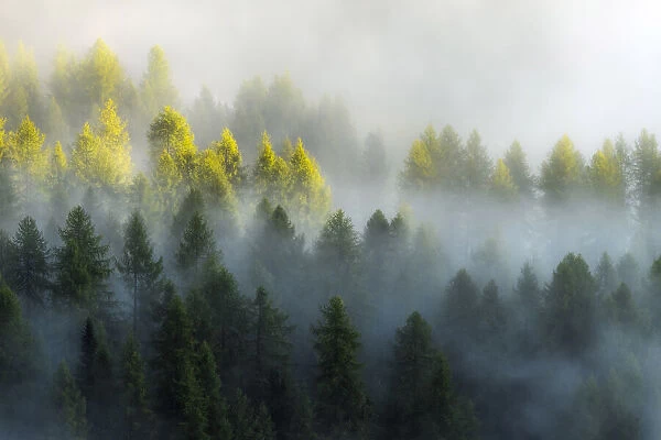 As the fog started to lift, layers upon layers started to appear and reveal the forests below the Giau Pass. Dolomites, Italy