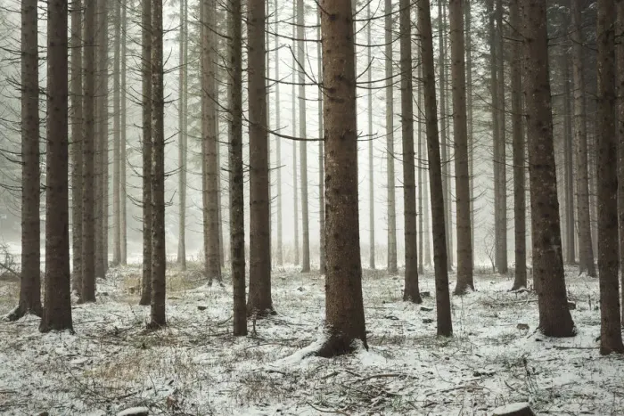 Framed Print : fog among the trees in a winter day, Non Valley, Trentino Alto Adige, Italy Framed Print : fog among the trees in a winter day, Non Valley, Trentino Alto Adige, Italy