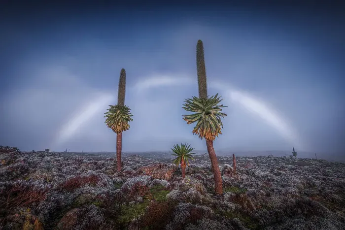 Framed Print : Fogbow on giant lobelias in Bale Mountains National Park, Ethiopia Framed Print : Fogbow on giant lobelias in Bale Mountains National Park, Ethiopia