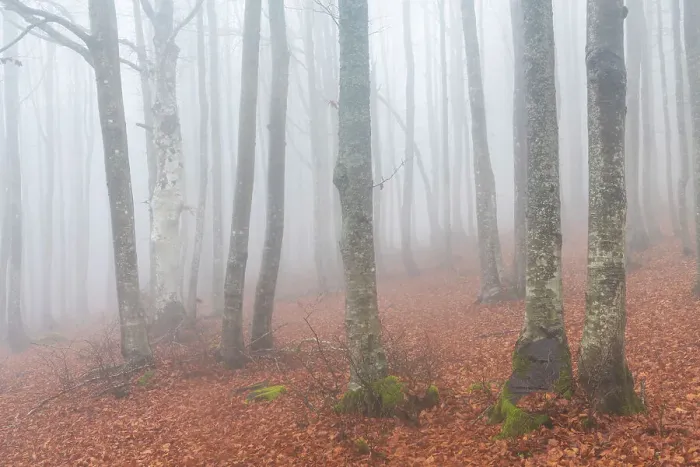 Framed Print : A foggy autumn evening in the beeches forests of the Appennino Tosco Emiliano, Tuscany, Italy