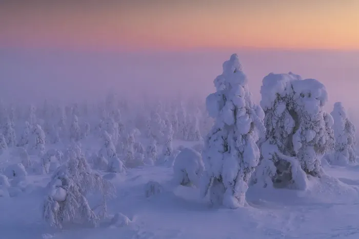Framed Print : Foggy evening on the hills of Kuertunturi, in the Yllas-Pallastunturi National Park, Lapland, Finland Framed Print : Foggy evening on the hills of Kuertunturi, in the Yllas-Pallastunturi National Park, Lapland, Finland