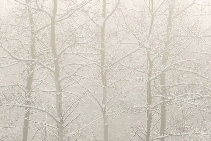Framed Print : A foggy morning after a fresh snowfall among Aspen Trees in Thornton, Ontario, Canada Framed Print : A foggy morning after a fresh snowfall among Aspen Trees in Thornton, Ontario, Canada