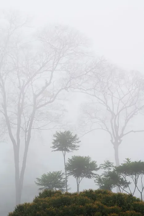 Framed Print : Foggy morning in lowland Caribbean rainforest, Costa Rica