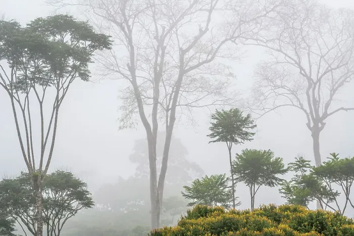 Framed Print : Foggy morning in lowland Caribbean rainforest, Boca Tapada, Costa Rica Framed Print : Foggy morning in lowland Caribbean rainforest, Boca Tapada, Costa Rica