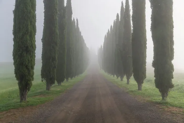 Framed Print : A foggy morning at Poggio Covili, with the iconic straight line of cypress trees. Val d'Orcia, Tuscany, Italy