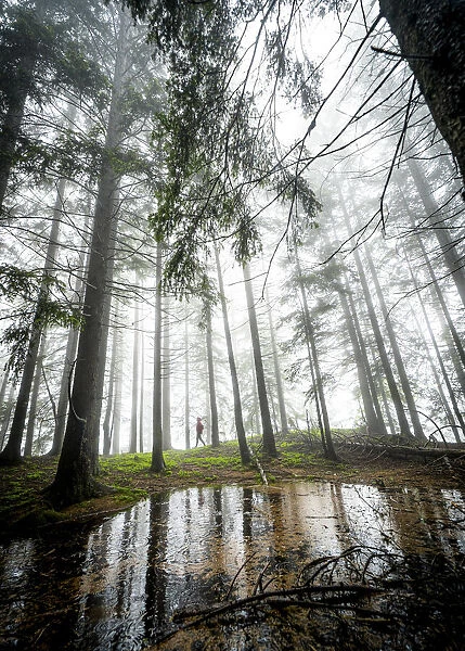Foggy morning in the woods, Gualdera, Campodolcino, Spluga Valley, Sondrio province