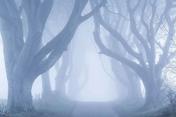 Foggy trees at the world famous Dark Hedges beech avenue in County Antrim, Northern Ireland