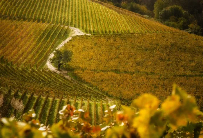 Framed Print : Foliage in Langhe, Mando, Piedmont, Italy