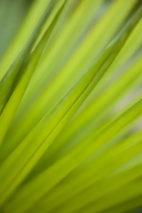 Framed Print : Fonds of a palm tree Framed Print : Fonds of a palm tree
