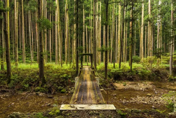 Framed Print : Foot Bridge in Pine Forest, Wakayama, Japan Framed Print : Foot Bridge in Pine Forest, Wakayama, Japan