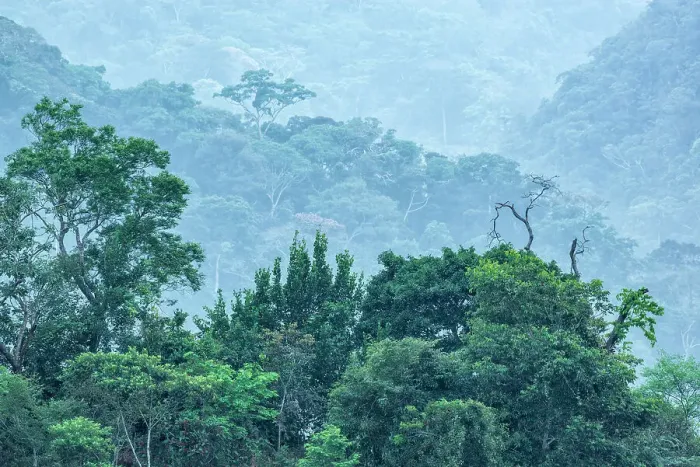 Framed Print : In the foothills of the Andes Mountains in Amazonian Rainforest, Cordillera Escalera, Tarapoto, Peru Framed Print : In the foothills of the Andes Mountains in Amazonian Rainforest, Cordillera Escalera, Tarapoto, Peru