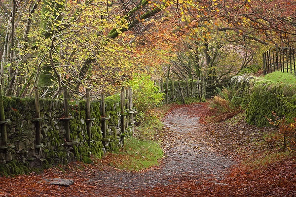 Footpath through autumnal woodland near Grasmere, Lake District, Cumbria, England. Autumn