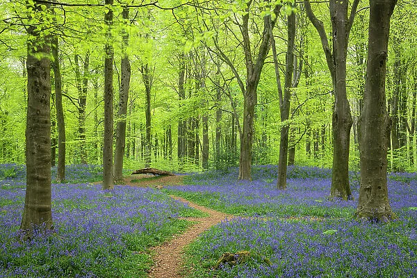Footpath through a bluebell woodland, West Woods, Wiltshire, England. Spring (May) 2022