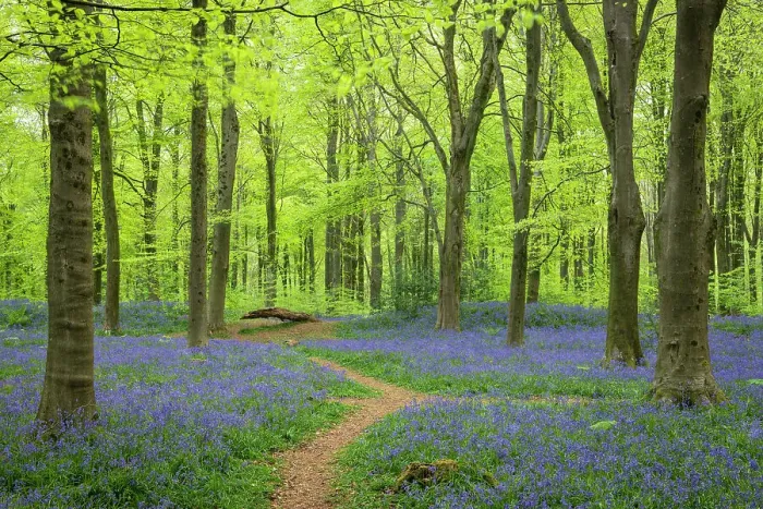 Framed Print : Footpath through a bluebell woodland, West Woods, Wiltshire, England. Spring (May) 2022 Framed Print : Footpath through a bluebell woodland, West Woods, Wiltshire, England. Spring (May) 2022