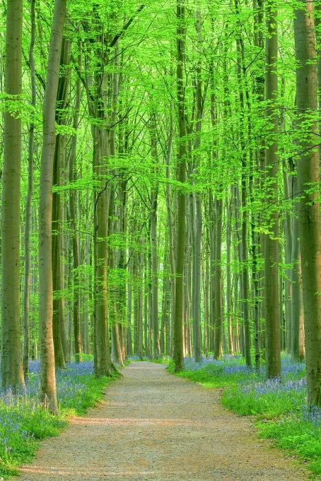 Framed Print : Footpath Through Bluebells in Spring, Hallerbos, Halle, Belgium Framed Print : Footpath Through Bluebells in Spring, Hallerbos, Halle, Belgium
