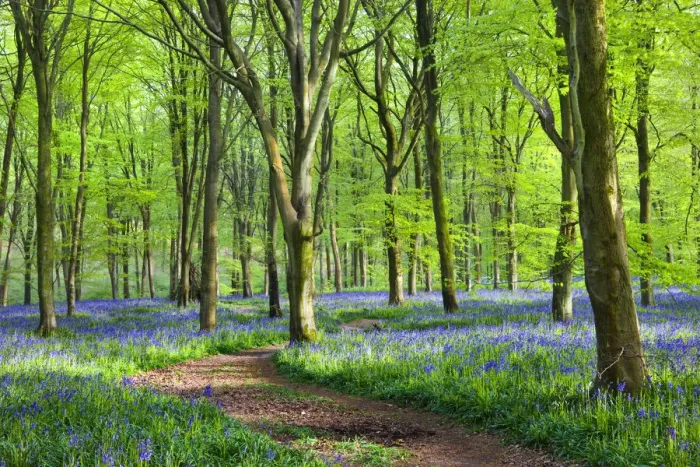 Framed Print : Footpath through carpet of bluebells wildflowers in the beech woodland at West Woods Framed Print : Footpath through carpet of bluebells wildflowers in the beech woodland at West Woods