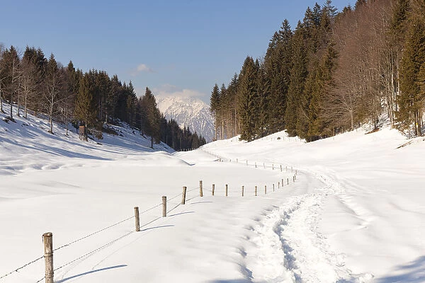 Footpath in Faldina Valley with Teverone Mount on background, Cansiglio Forest, Prealps of Belluno, Farra d‚AoAlpago, Belluno province, Veneto, Italy