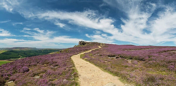Footpath through Heather in Bloom, Peak District National Park, Derbyshire, England