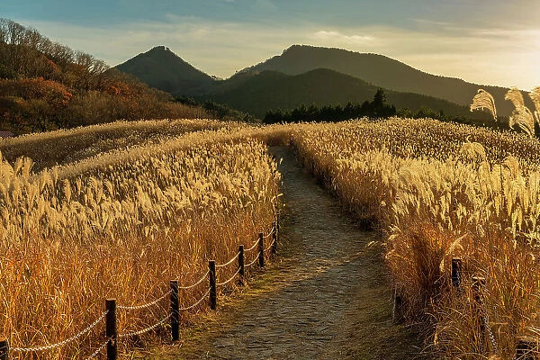 Footpath Through Pampas Grasses, Soni Highlands, East Nara Prefecture, Japan
