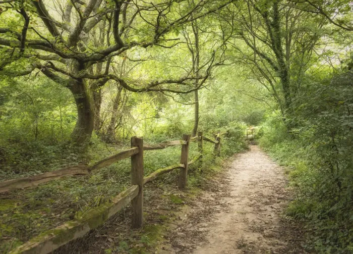 Framed Print : A footpath in the Rivers Wood near Haywards Heath, Sussex, England