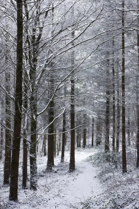 Framed Print : Footpath through a snow covered pine wood after a blizzard, Morchard Wood, Morchard Framed Print : Footpath through a snow covered pine wood after a blizzard, Morchard Wood, Morchard