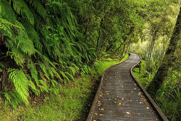 Footpath Through Temperate Rain Forest, Lake Matheson, South Island, New Zealand