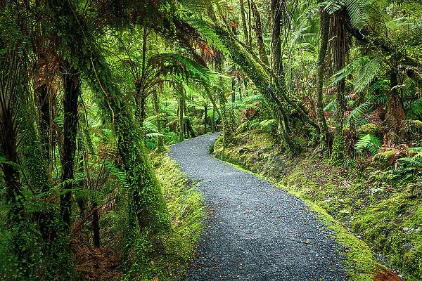 Footpath Through Temperate Rain Forest, Lake Matheson, South Island, New Zealand