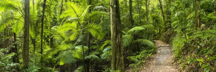 Framed Print : Footpath Through Tropical Forest, Eungella National Park, Queensland, Australia Framed Print : Footpath Through Tropical Forest, Eungella National Park, Queensland, Australia