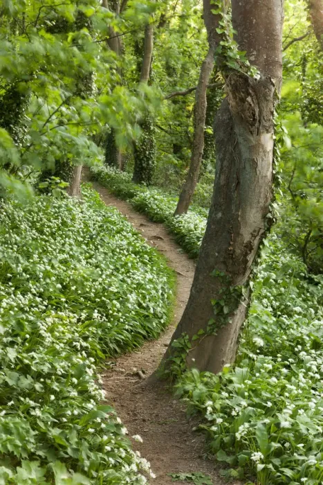 Framed Print : Footpath through woodland carpeted with Ramsons, Devon, England. Spring Framed Print : Footpath through woodland carpeted with Ramsons, Devon, England. Spring