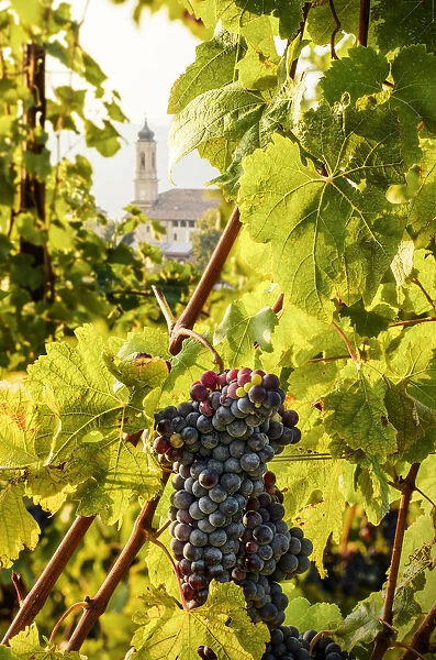 Foreshortening of Treiso and a Nebbiolo Grape, Treiso, Piedmont, Italy
