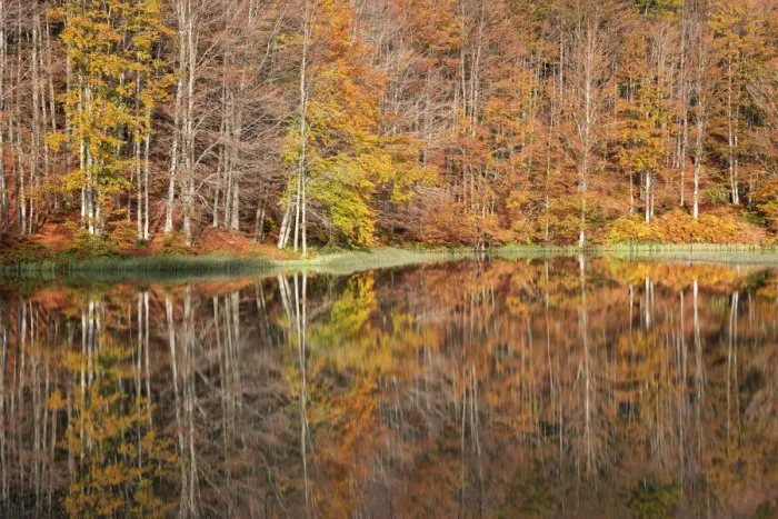 Framed Print : the forest with its autumn colors reflected in the Pranda Lake Framed Print : the forest with its autumn colors reflected in the Pranda Lake
