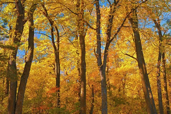 Framed Print : Forest in autumn colors. St. Vital Park, Winnipeg, Manitoba, Canada Framed Print : Forest in autumn colors. St. Vital Park, Winnipeg, Manitoba, Canada