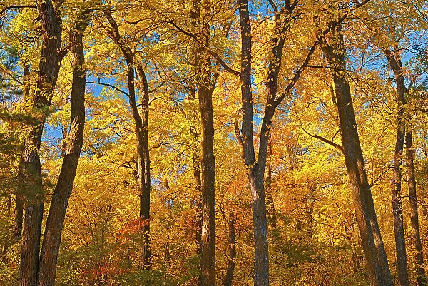 Forest in autumn colors. St. Vital Park, Winnipeg, Manitoba, Canada