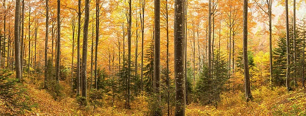Forest in Autumn, Triglav National Park, Slovenia