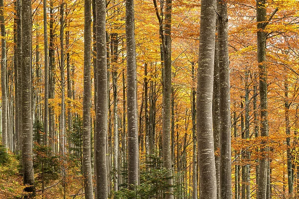 Forest in Autumn, Triglav National Park, Slovenia