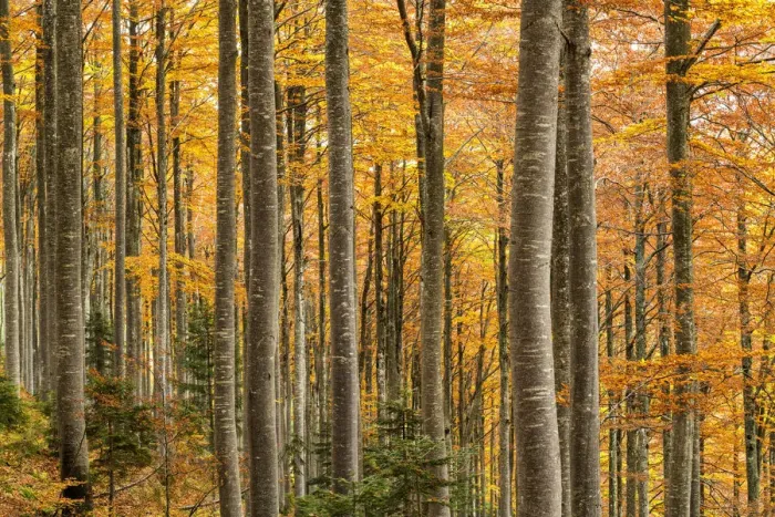 Framed Print : Forest in Autumn, Triglav National Park, Slovenia
