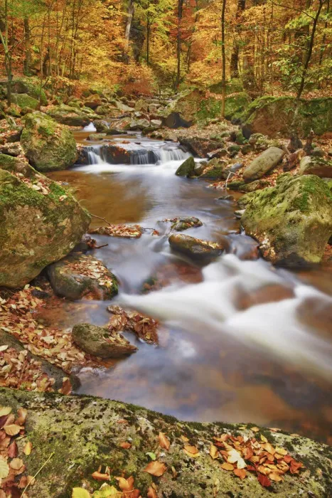 Framed Print : Forest brook in beech forest in autumn - Germany, Saxony-Anhalt, Harz, Ilsenburg Framed Print : Forest brook in beech forest in autumn - Germany, Saxony-Anhalt, Harz, Ilsenburg