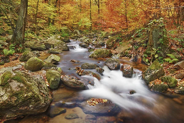 Forest brook in beech forest in autumn - Germany, Saxony-Anhalt, Harz, Ilsenburg