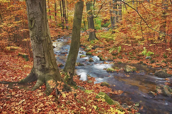 Forest brook in beech forest in autumn - Germany, Saxony-Anhalt, Harz, Ilsenburg