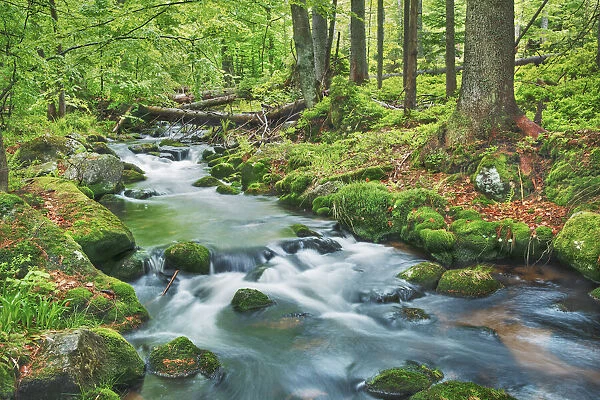 Forest brook through beech forest - Germany, Bavaria, Lower Bavaria, Freyung-Grafenau