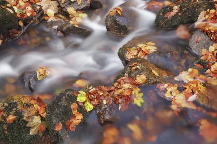 Framed Print : Forest brook with beech leaves in autumn - Germany, Saxony-Anhalt, Harz, Ilsenburg Framed Print : Forest brook with beech leaves in autumn - Germany, Saxony-Anhalt, Harz, Ilsenburg