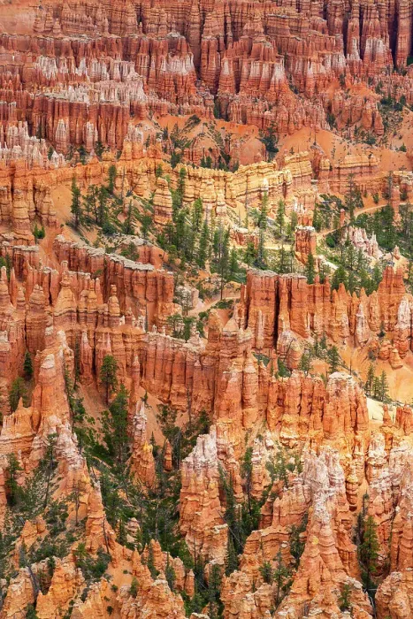 Framed Print : Forest in Bryce canyon surrounded by hoodoos, Bryce Point, Bryce Canyon National Park, Utah, USA Framed Print : Forest in Bryce canyon surrounded by hoodoos, Bryce Point, Bryce Canyon National Park, Utah, USA