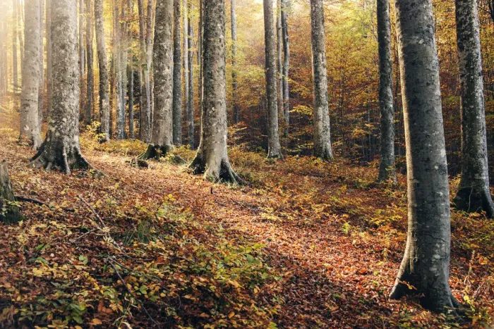 Framed Print : Forest in central Appennines during the autumn foliage, Emilia Romagna, Italy Framed Print : Forest in central Appennines during the autumn foliage, Emilia Romagna, Italy
