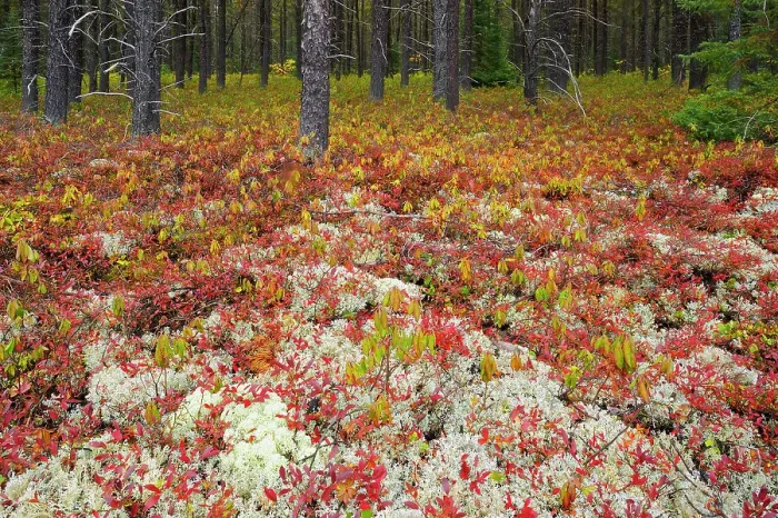 Framed Print : Forest cover in jack pine stand made up of lichens and blueberry in autumn color near Gogama, Ontario, Canada Framed Print : Forest cover in jack pine stand made up of lichens and blueberry in autumn color near Gogama, Ontario, Canada
