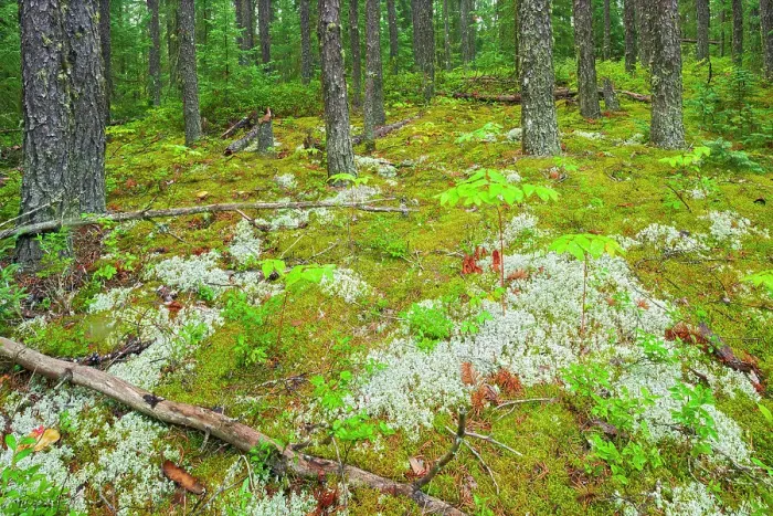 Framed Print : Forest floor of the boreal forest Upsala, Ontario, Canada Framed Print : Forest floor of the boreal forest Upsala, Ontario, Canada