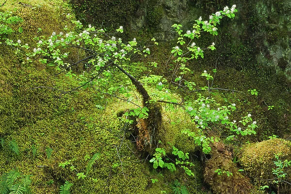 Forest floor near the Little Qualicum Falls. Little Qualicum Falls Provincial Park, British Columbia, Canada
