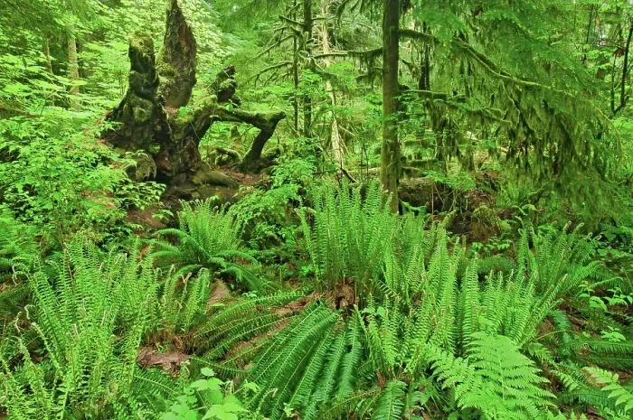 Framed Print : Forest floor in old growth coastal temperate rain forest (Cathedral Grove). MacMillan Provincial Park, British Columbia, Canada Framed Print : Forest floor in old growth coastal temperate rain forest (Cathedral Grove). MacMillan Provincial Park, British Columbia, Canada