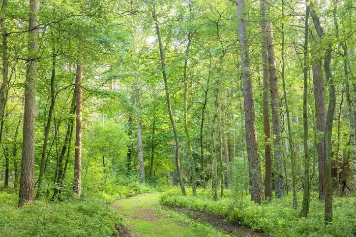 Framed Print : Forest on the hiking trail nature reserve Wesel Heath, Undeloh, Luneburg Heath, Lower Saxony, Germany
