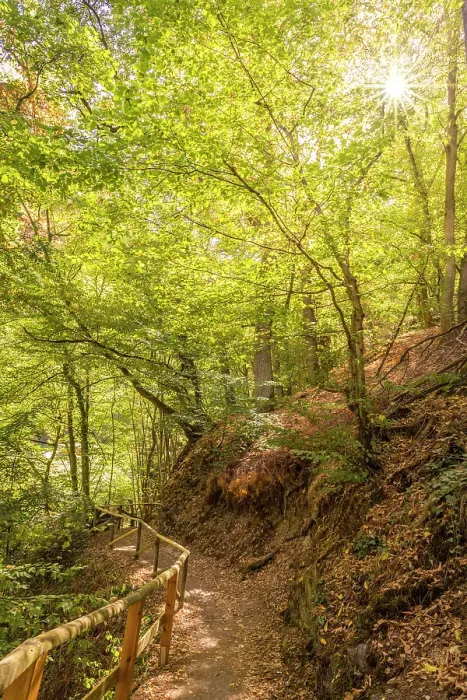 Framed Print : Forest hiking trail in the Tiefenbachtal above Bernkastel-Kues, Mosel, Rhineland-Palatinate, Germany