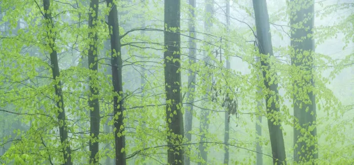 Framed Print : Forest immersed in fog during spring, Slovenia Framed Print : Forest immersed in fog during spring, Slovenia